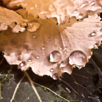 Photographie intitulée "Chou après la pluie…" par Catherine Boutin, Œuvre d'art originale, Photographie numérique