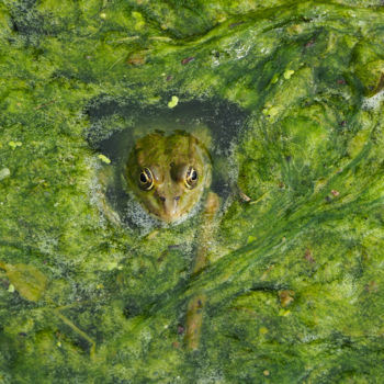 Photographie intitulée "Petite grenouille v…" par Catherine Boutin, Œuvre d'art originale, Photographie numérique