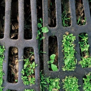 Photographie intitulée "Grille d'arbre. Par…" par Catherine Boutin, Œuvre d'art originale