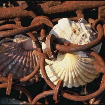 Fotografia intitolato "Coquilles prisonniè…" da Catherine Boutin, Opera d'arte originale