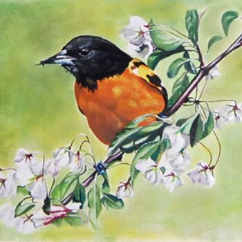 Painting titled "oriole-de Baltimore…" by Catherine Digue - Turpin, Original Artwork, Gouache