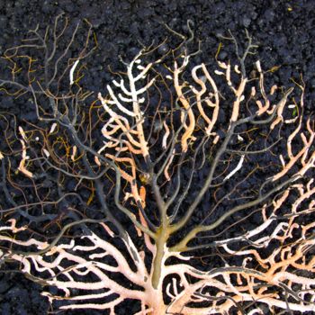 Fotografia intitulada "corail noir" por Catherine Gendron, Obras de arte originais