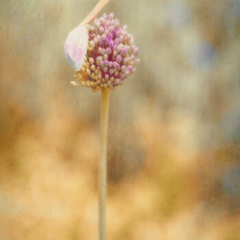 Φωτογραφία με τίτλο "Wild Garlic" από Catherine Lefrancq, Αυθεντικά έργα τέχνης, Φωτογραφική ταινία Τοποθετήθηκε στο Αλουμίν…