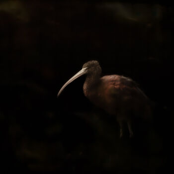 Фотография под названием "Ibis" - Catherine Lefrancq, Подлинное произведение искусства, Пленочная фотография Установлен на А…