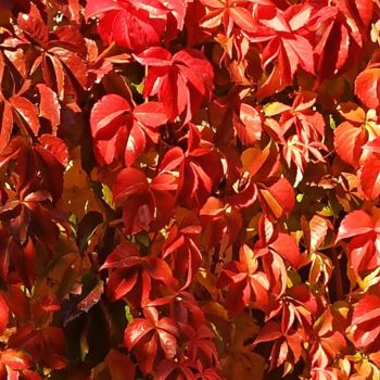 Fotografie getiteld "La Vigne Sauvage" door Catherine Oliver (Miss kat), Origineel Kunstwerk, Digitale fotografie