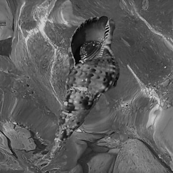 Arts numériques intitulée "L'Escargot de Mer" par Catherine Oliver (Miss kat), Œuvre d'art originale, Photographie numérique