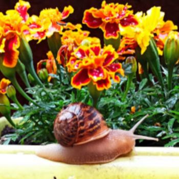 Photography titled "L'Escargot en Balla…" by Catherine Oliver (Miss kat), Original Artwork, Digital Photography