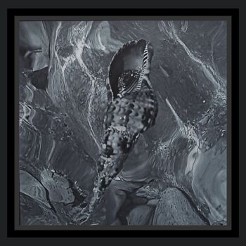 Fotografia zatytułowany „L'Escargot de Mer 1” autorstwa Catherine Oliver (Miss kat), Oryginalna praca, Fotografia cyfrowa