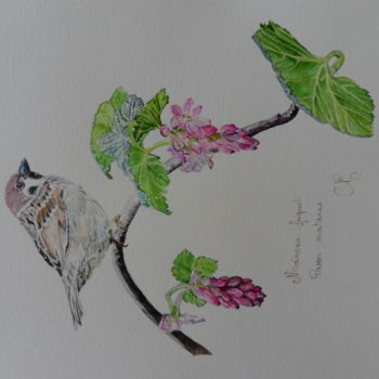 Painting titled "moineau friquet" by Catherine Reybard, Original Artwork, Watercolor