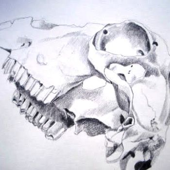 Drawing titled "Sheep Skull 2" by Catherine Dunn, Original Artwork