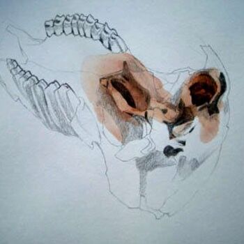 Dessin intitulée "Skull" par Catherine Dunn, Œuvre d'art originale