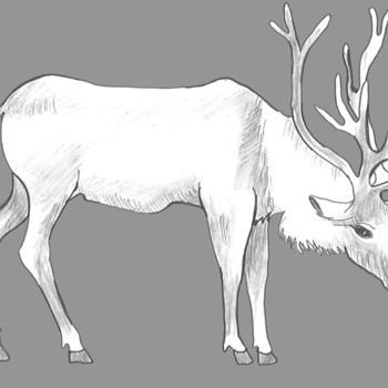 Drawing titled "Deer" by Catherine Dunn, Original Artwork