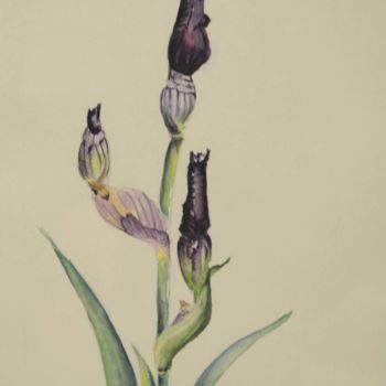 Painting titled "Boutons d'Iris" by Peinturecath, Original Artwork, Watercolor