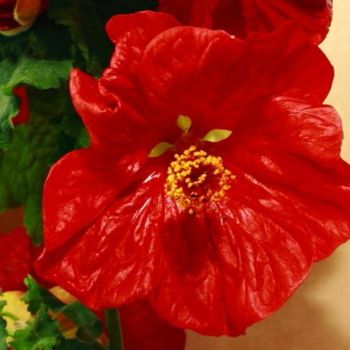 Photographie intitulée "fleur d'hibiscus" par Catherine Langlais, Œuvre d'art originale