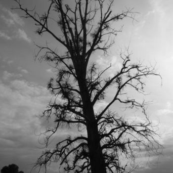 Photography titled "l'arbre dénudé" by Catherine Champernau, Original Artwork