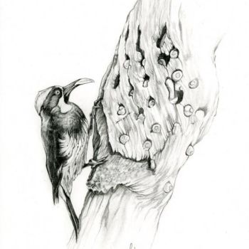 「Melanerpes」というタイトルの描画 Cécile Aquistiによって, オリジナルのアートワーク