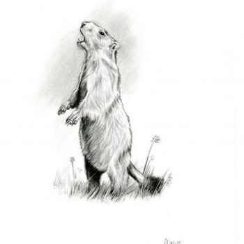 Desenho intitulada "Marmotte" por Cécile Aquisti, Obras de arte originais