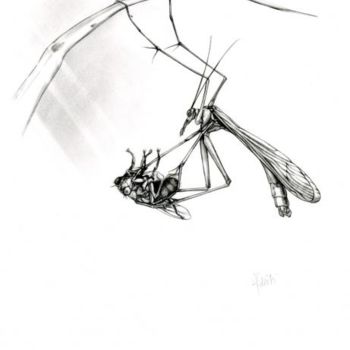 Drawing titled "Mouche-scorpion" by Cécile Aquisti, Original Artwork