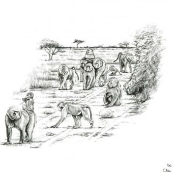 Zeichnungen mit dem Titel "Clan de babouins" von Cécile Aquisti, Original-Kunstwerk