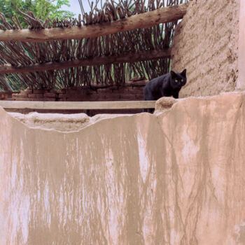 Malarstwo zatytułowany „Gato negro” autorstwa Cecilia Canal-Feijóo, Oryginalna praca, Fotografia cyfrowa