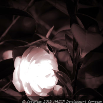 Fotografie mit dem Titel "Jolie camellia rose…" von Cédric Hajiji, Original-Kunstwerk, Digitale Fotografie