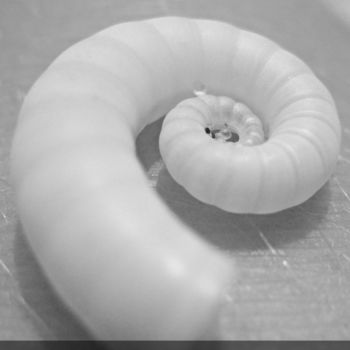 Photographie intitulée "Un coquillage qui s…" par Cédric Hajiji, Œuvre d'art originale, Photographie numérique