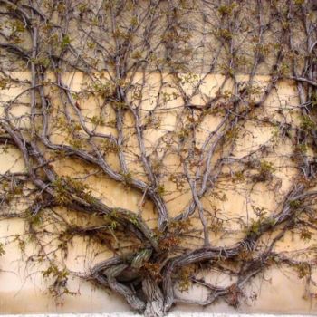제목이 "árvore no inverno /…"인 사진 Celina Portocarrero로, 원작
