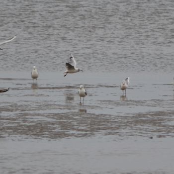 "Mouettes à la plage" başlıklı Fotoğraf Céline Folloppe tarafından, Orijinal sanat, Dijital Fotoğrafçılık