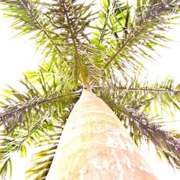 제목이 "palm tree"인 사진 Celsi로, 원작