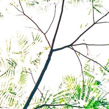 Photographie intitulée "leaves" par Celsi, Œuvre d'art originale