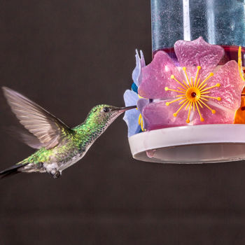 Fotografie getiteld "Hummingbird" door Celso Lobo, Origineel Kunstwerk, Digitale fotografie
