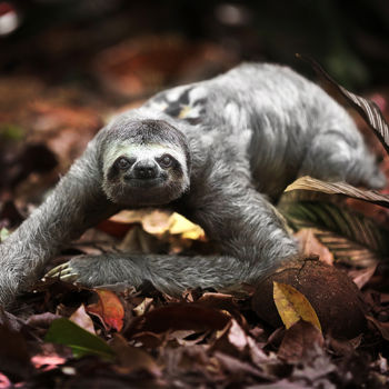 제목이 "Sloth"인 사진 Celso Lobo로, 원작, 디지털