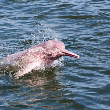 Fotografie mit dem Titel "Pink Dolphin" von Celso Lobo, Original-Kunstwerk, Digitale Fotografie