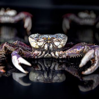 Photographie intitulée "Crab" par Celso Lobo, Œuvre d'art originale, Photographie numérique