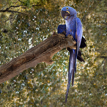 摄影 标题为“Macaw-blue” 由Celso Lobo, 原创艺术品, 数码摄影