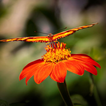Photographie intitulée "Butterfly" par Celso Lobo, Œuvre d'art originale, Photographie numérique