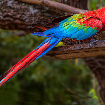 Fotografia intitolato "Macaw red" da Celso Lobo, Opera d'arte originale, Fotografia digitale