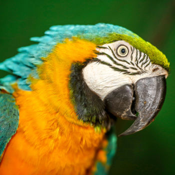 摄影 标题为“Macaw yellow” 由Celso Lobo, 原创艺术品, 数码摄影