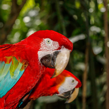 Photographie intitulée "Macaws" par Celso Lobo, Œuvre d'art originale, Photographie numérique