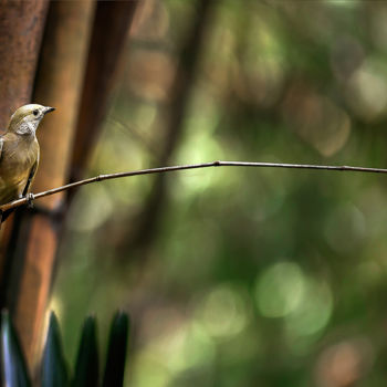 Photographie intitulée "Bird Sabia" par Celso Lobo, Œuvre d'art originale, Photographie numérique