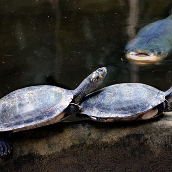 Fotografia intitulada "Turtles" por Celso Lobo, Obras de arte originais, Fotografia digital