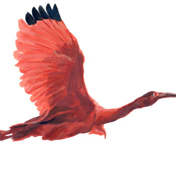 Painting titled "ibis-rouge.jpg" by Pascal Cerchiario, Original Artwork, Gouache