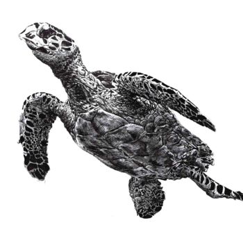 Σχέδιο με τίτλο "tortue.jpg" από Pascal Cerchiario, Αυθεντικά έργα τέχνης, Μελάνι