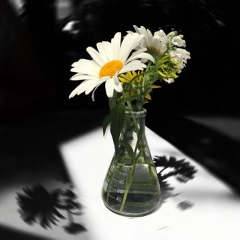 Photographie intitulée "Daisy" par Ceyda Tin, Œuvre d'art originale