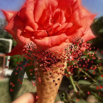 Fotografia intitulada "Delicious Rose" por Ceyda Tin, Obras de arte originais