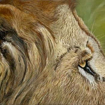 Drawing titled "Lion art study" by Johan De Champs, Original Artwork, Pastel