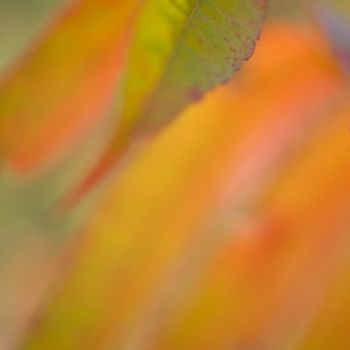 Fotografia intitolato "Fresque de l'été in…" da Chantal Gagné, Opera d'arte originale