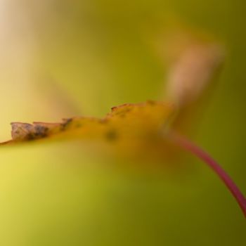 Photographie intitulée "Fluidité" par Chantal Gagné, Œuvre d'art originale