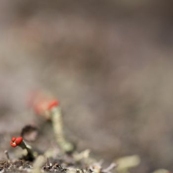 Fotografia zatytułowany „Univers miniature n…” autorstwa Chantal Gagné, Oryginalna praca