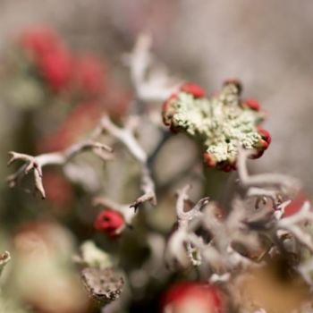 Photographie intitulée "Mousse au sol" par Chantal Gagné, Œuvre d'art originale